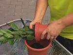 Hogyan �ltess�k �t a vir�got nagyobb cser�pbe?