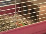 Tengerimalac - Etet�s �s gondoskod�s