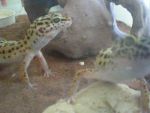 Leop�rdgekk�-etet�s egyszer� csipesszel
