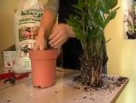 Vir�g �t�ltet�s: Zamia p�lma megment�se